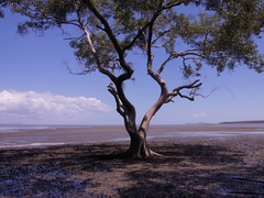 Ebbe - Lahad Datu - Borneo
